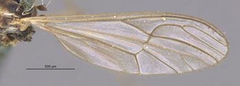 Media type: image;   Entomology 10395 Aspect: Wing front